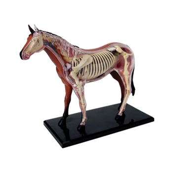 Анатомическая модел орган на животното 4D Интелект Кон за Сглобяване на Играчки Обучение Анатомическая модел САМ Научно-популярни уреди